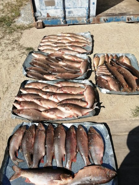 В Октябрьском районе возбуждено уголовное дело о незаконной добыче рыбы