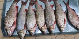 В Октябрьском районе в суд направлено уголовное дело по факту незаконного вылова рыбы