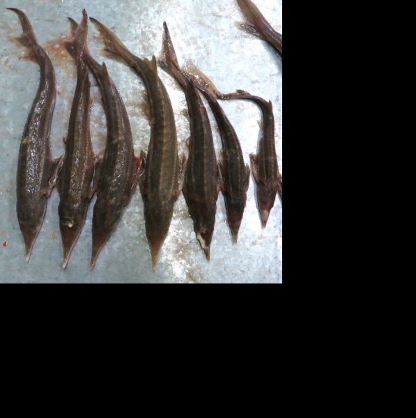 В Октябрьском районе возбуждено уголовное дело о незаконной добыче рыбы